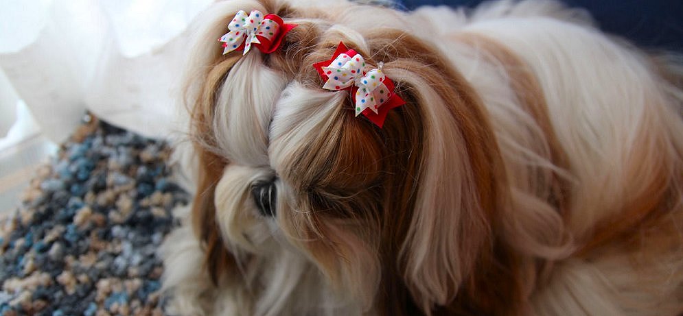 Tiny dog shop bows